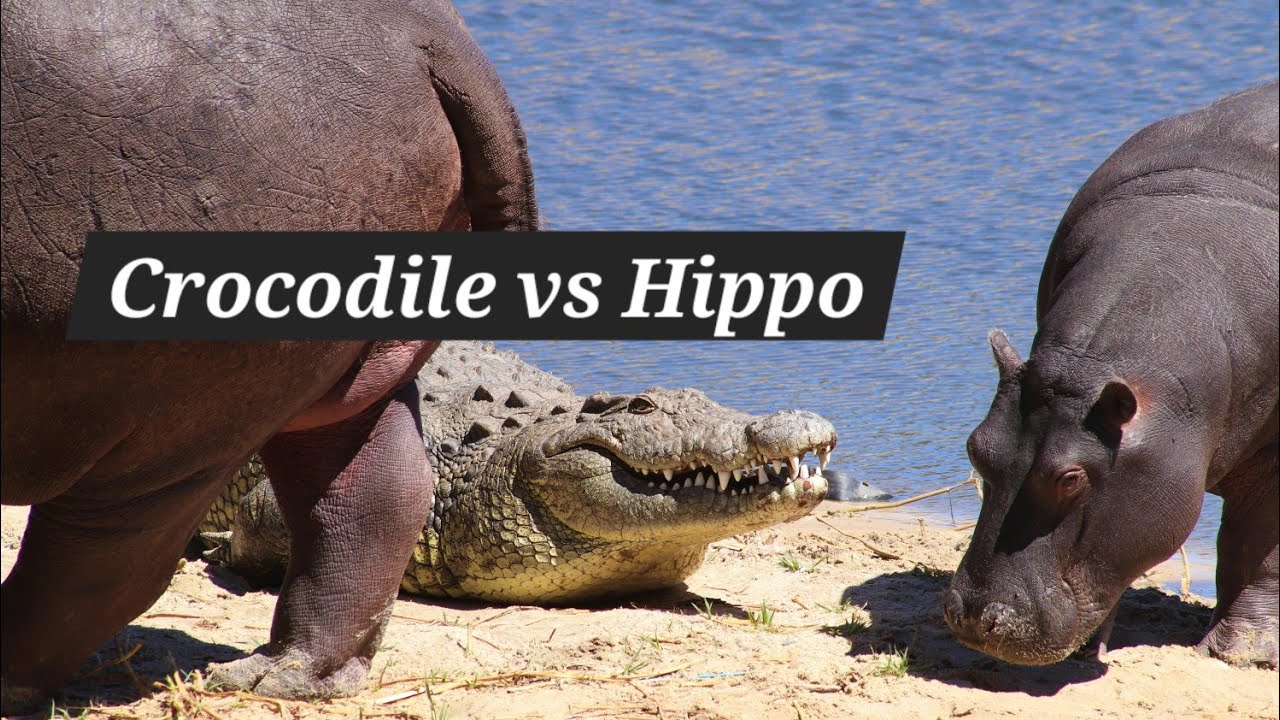 Crocodile vs Hippo | How Hippos and Crocodiles Coexist in the Same Waters