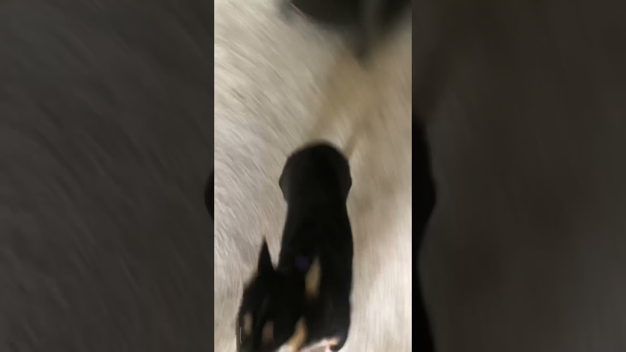 Corgi zoomies