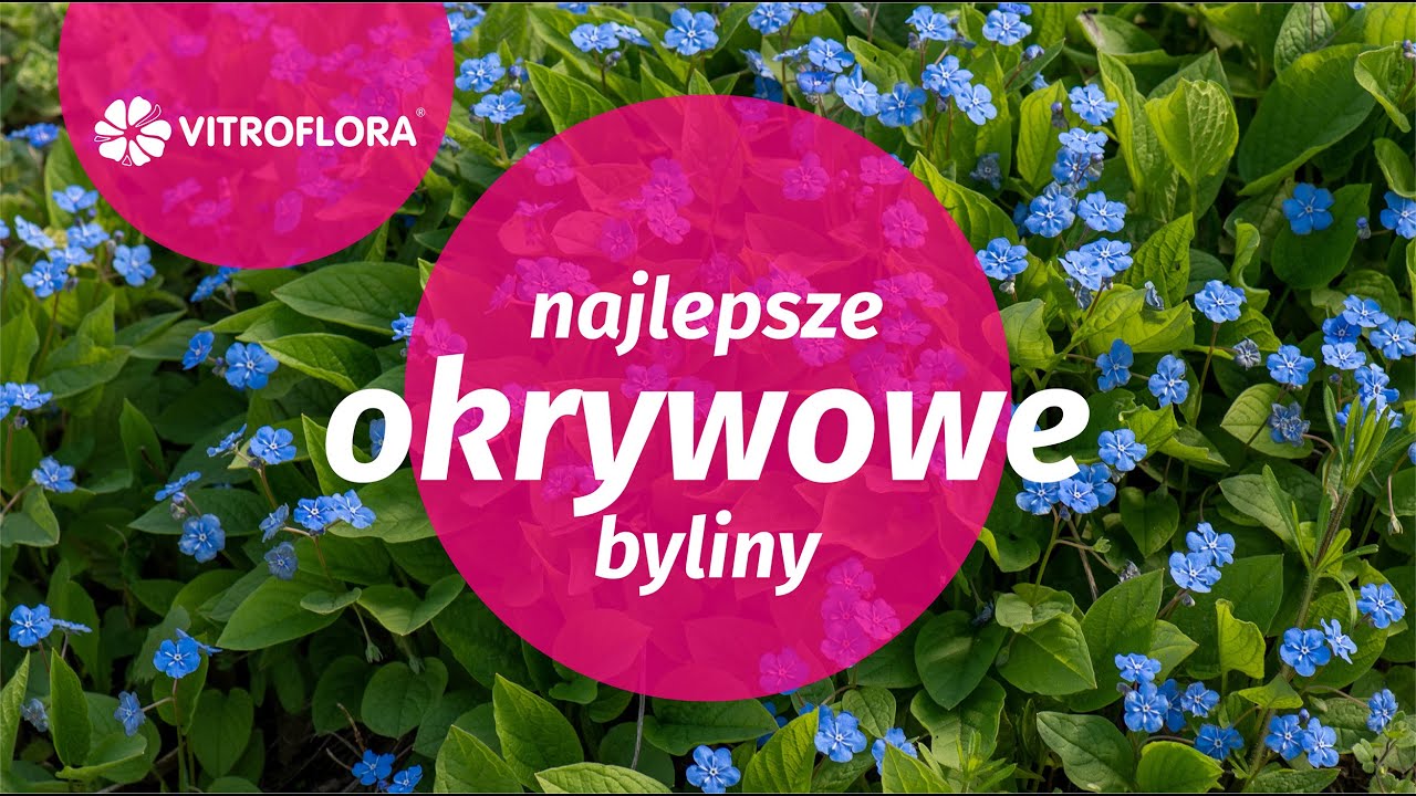 Najlepsze byliny okrywowe - Vitroflora