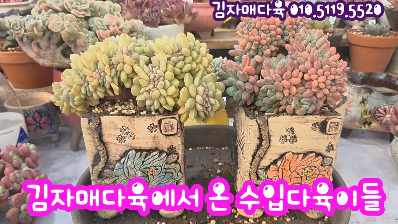 너무너무 감사합니다💕 수입다육이들 언박싱해요~ 김자매다육 010.5119.5520 