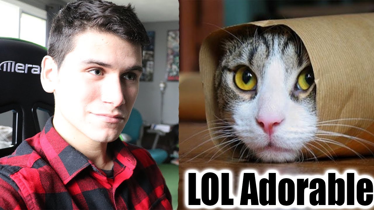 Cats Are So Funny You Will Die Laughing - Funny Cat Compilation Reaction