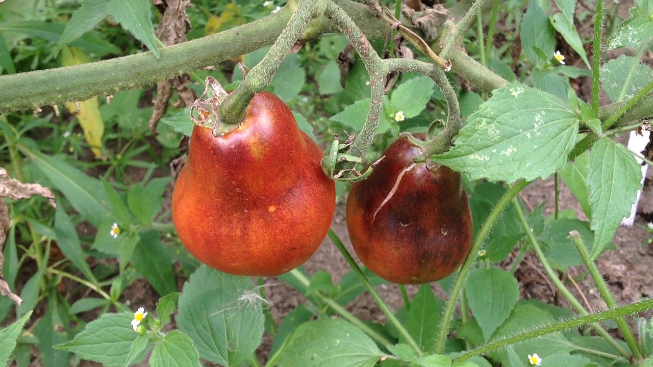 Rare Blue Pear Tomato Sweet Sweet And Delicious