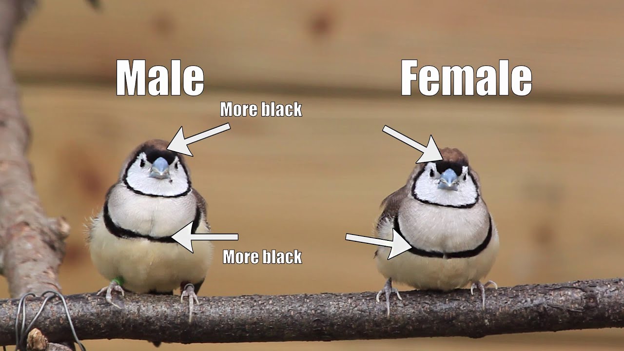 Tips for Keeping and Breeding OWL FINCHES, Aviary Birds