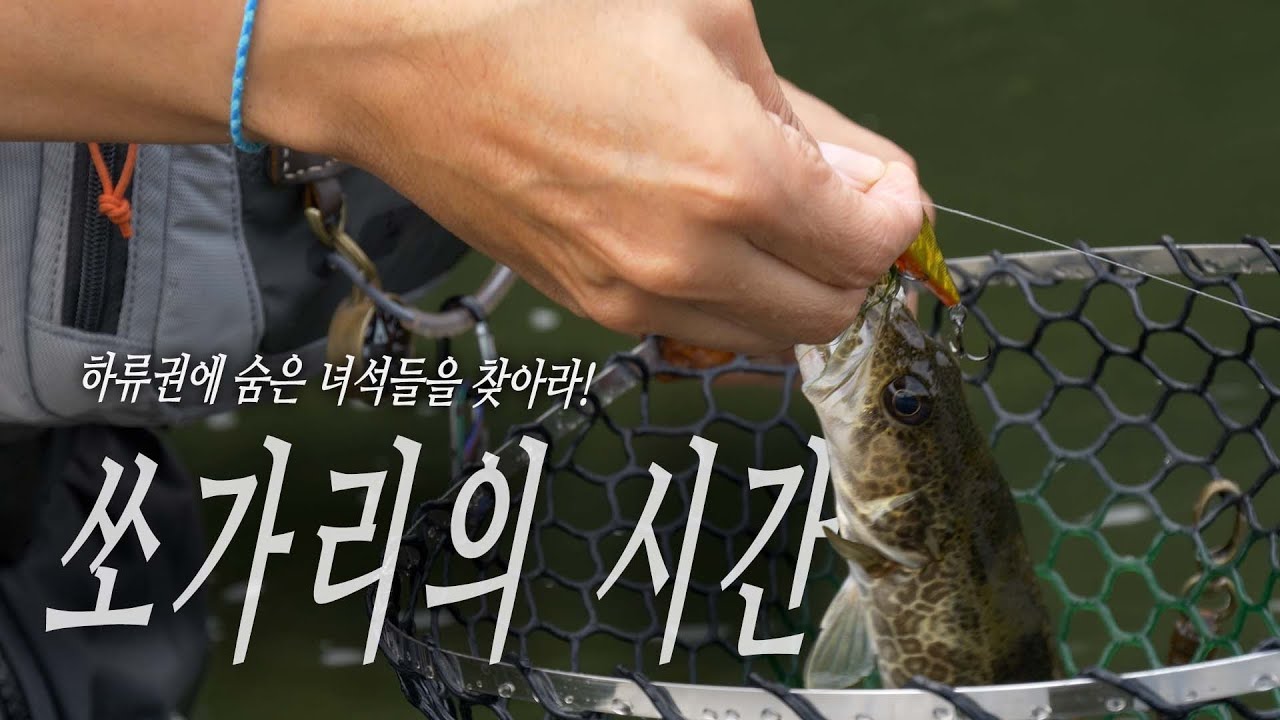 홍천강의 증수가 끝난 시점! 현재 쏘가리의 상황은?