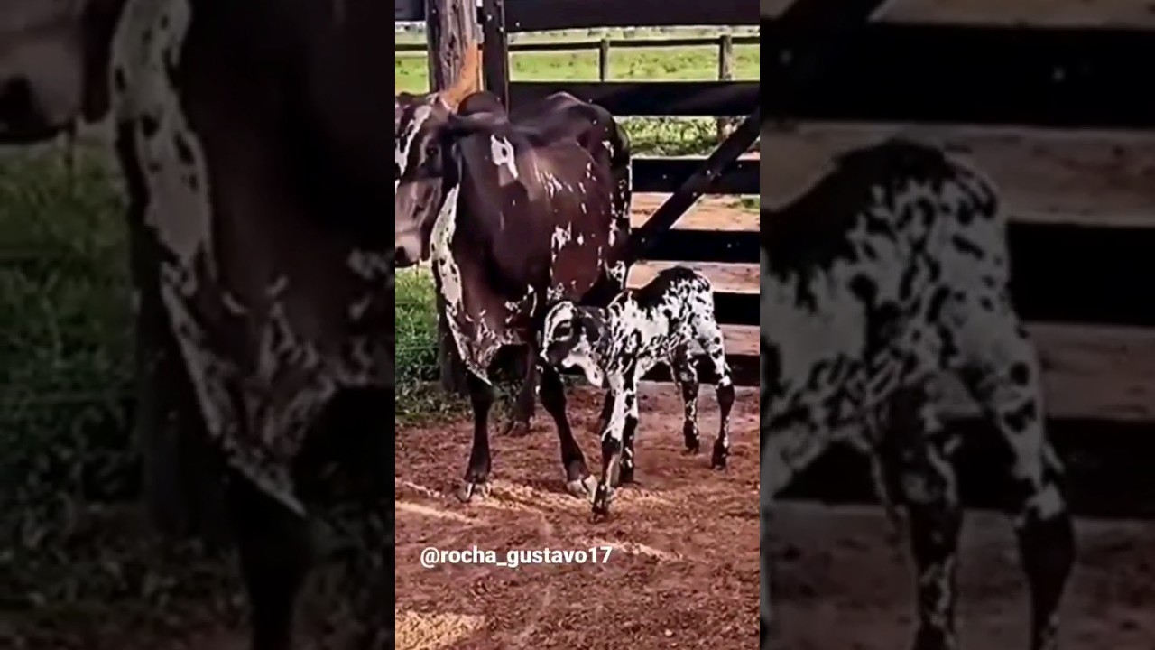 VACA PINTADA COM BEZERRO PINTADO #fazenda #agro #boi #gado #ro&ccedil;a #bezerro #lidanaro&ccedil;a #pecuaria