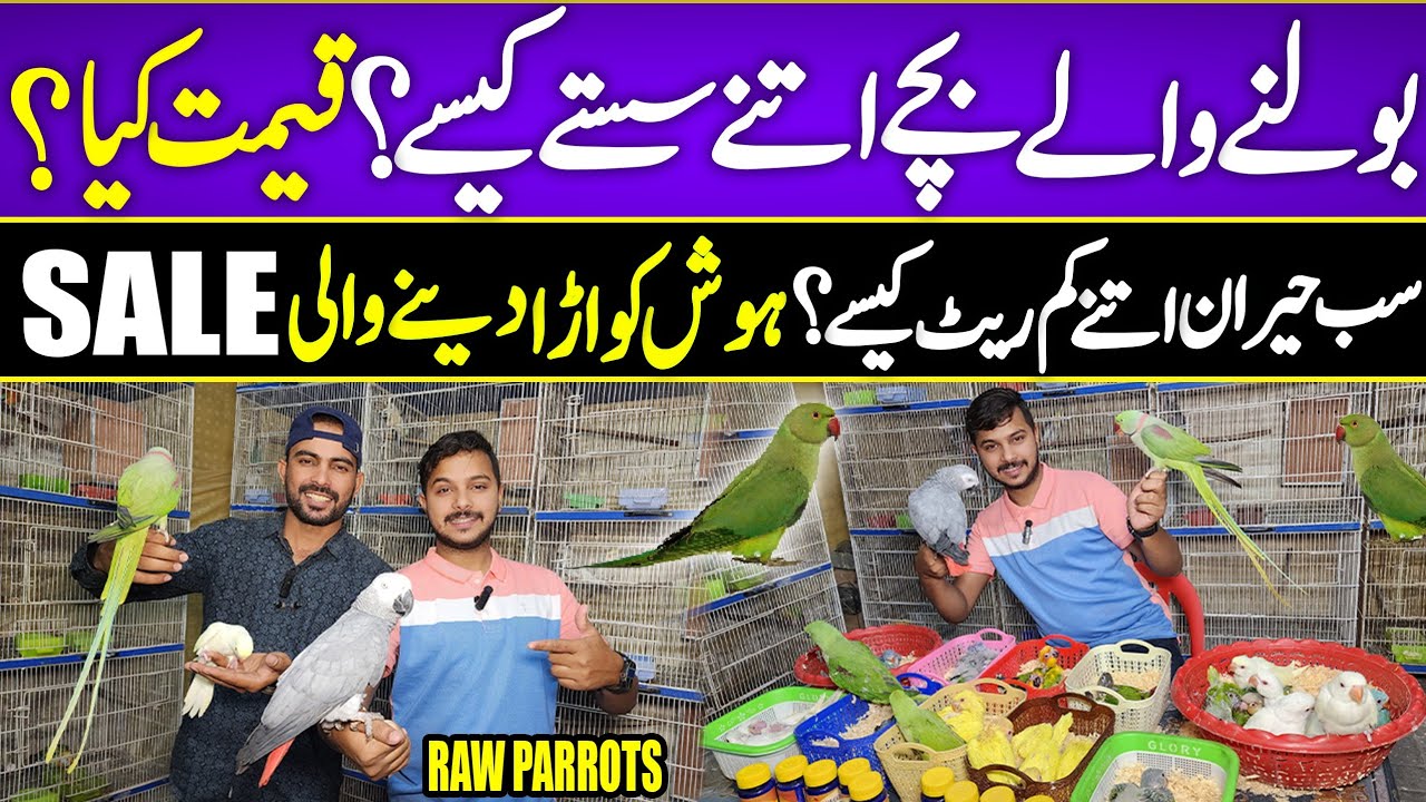 Bolne wale Bache Raw parrot | African gray yellow ringnick #lahorientertainmentchannel #birds