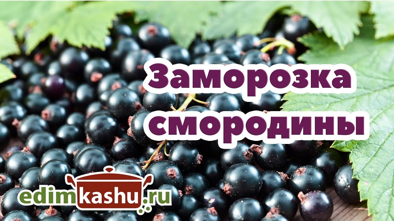 КАК ЗАМОРОЗИТЬ СМОРОДИНУ черную на зиму целиком. Самый простой способ Заморозки Смородины