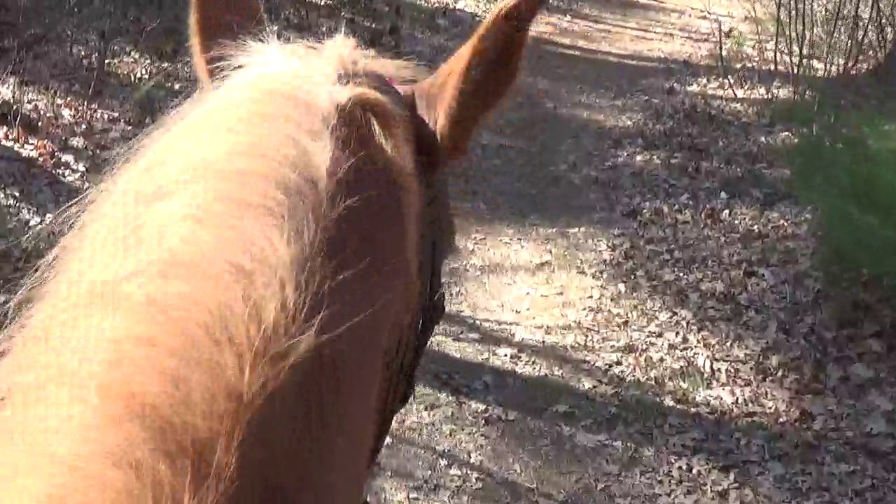 DOLLY Virtual Trail Ride March 21 2020