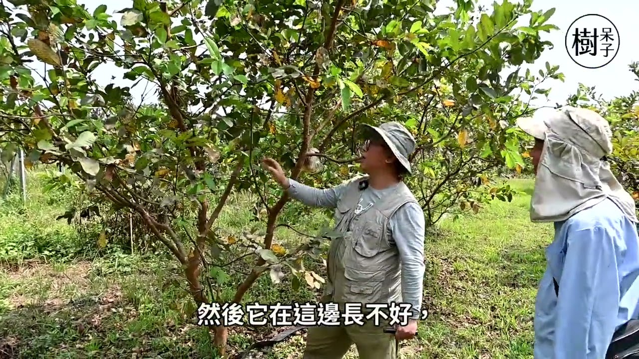 【3分鐘精彩試讀】 #結果枝群位置的準備  #修剪的科學與技術