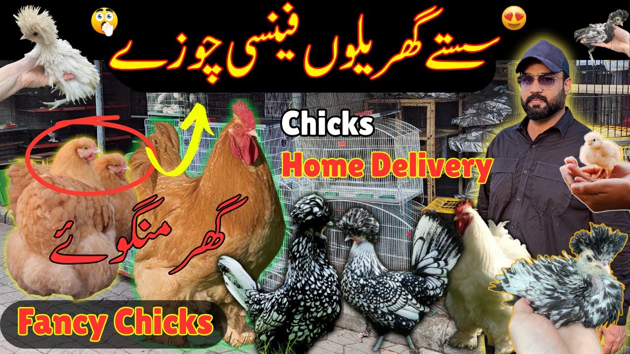 Top Qulality Fancy Breeds Chicks Available | Fancy chickens | Heavy buf | Polish chicks | Chozay