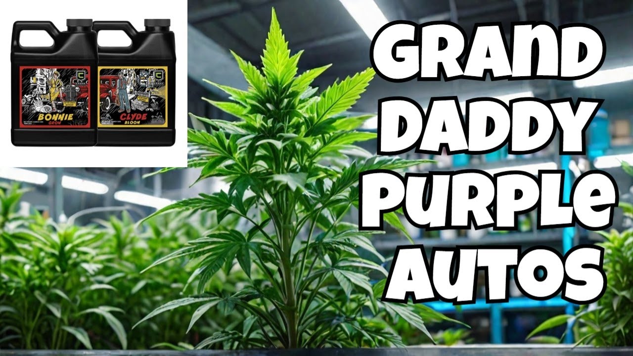 How to Grow Grand Daddy Purple: Training and Nutrients