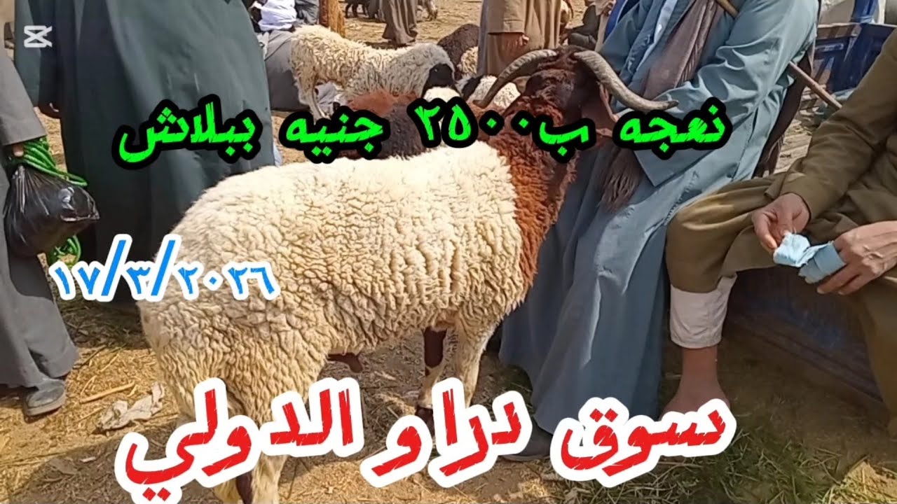 اجمل الاسعارللغنم والماعز قبل عيد الفطر المبارك  سوق دراو 17/3/2026