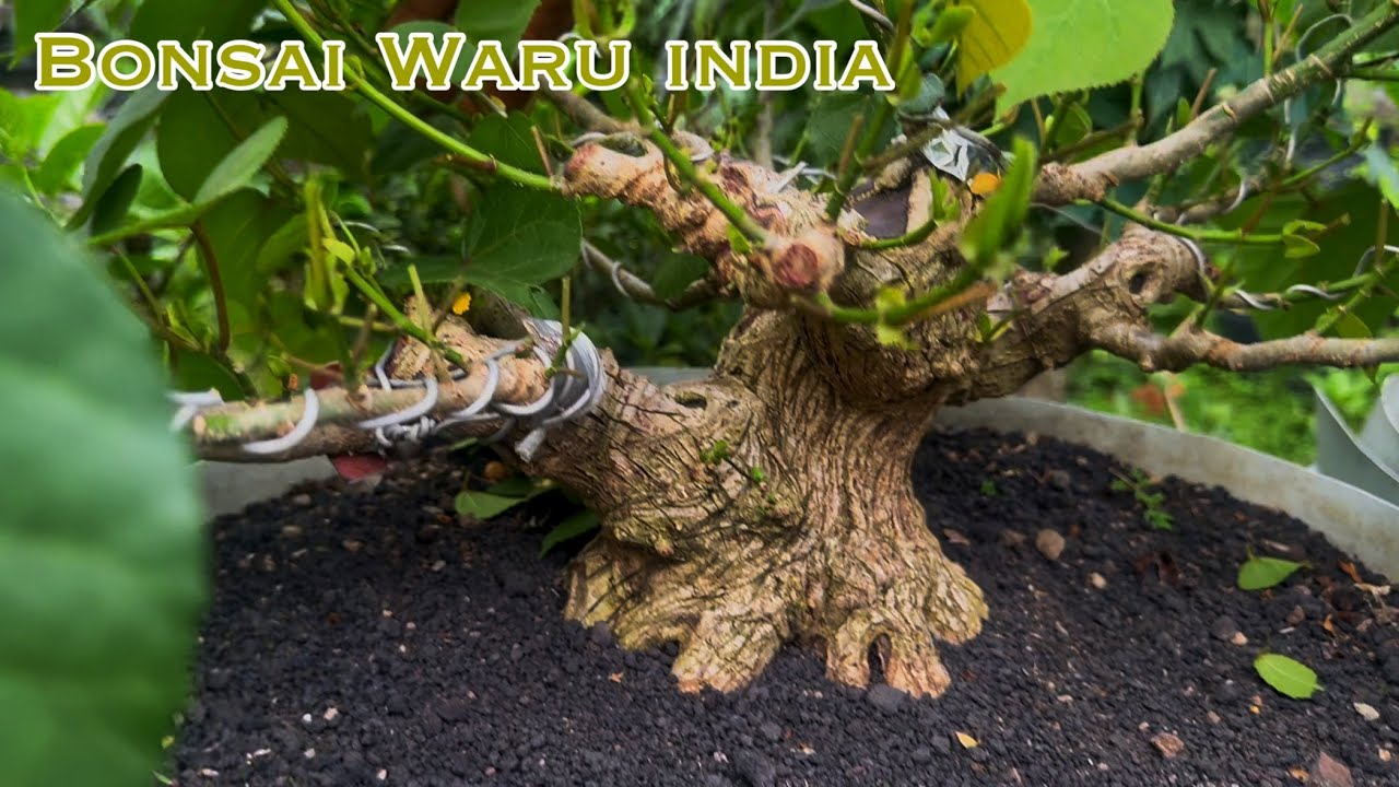 PERAWATAN BONSAI WARU SEMI GROUNDING