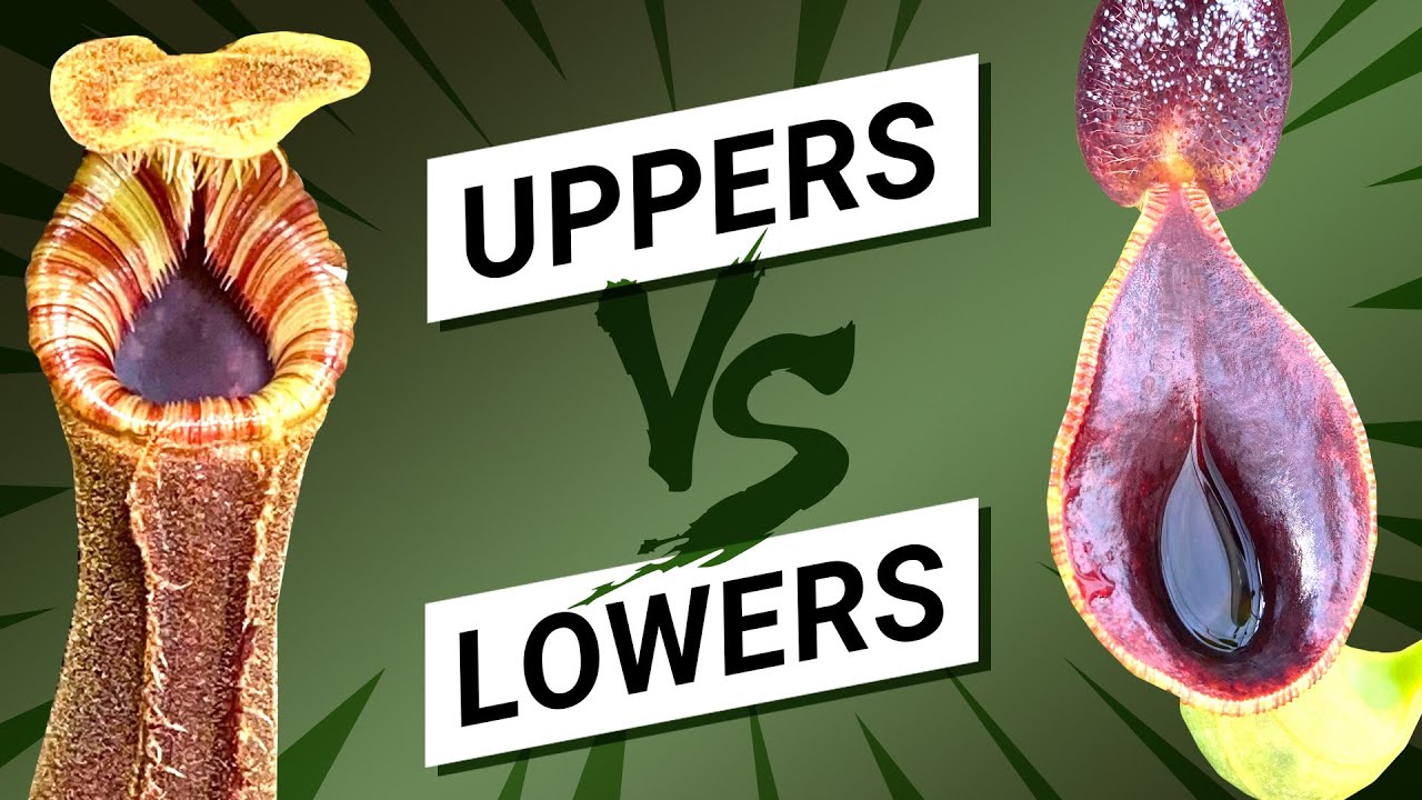 ⬇️⬆️  Nepenthes lower vs upper pitchers 🌿 (why Nepenthes make 2 kinds of pitchers)