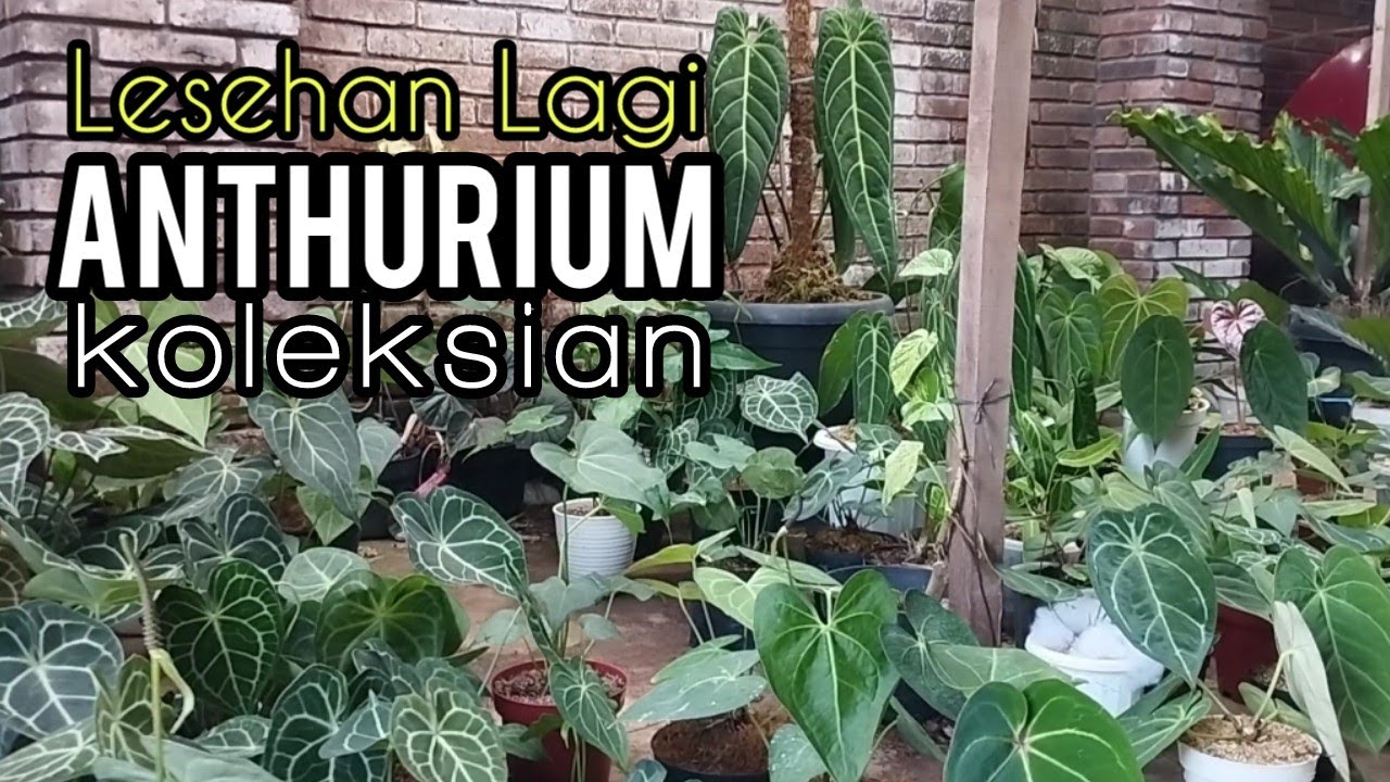 HARGA ANTHURIUM AKHIR TAHUN JEMANI,GELOMBANG CINTA,KUPING GAJAH &JENIS ANTHURIUM LAINNYA