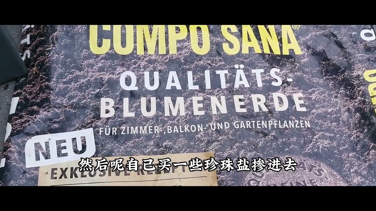 铁线莲种植--盆栽篇