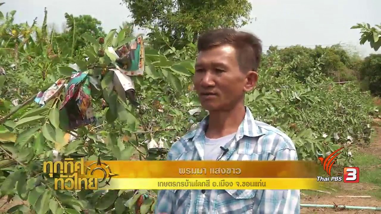อาชีพ...ปลูกฝรั่งกิมจูสร้างรายได้