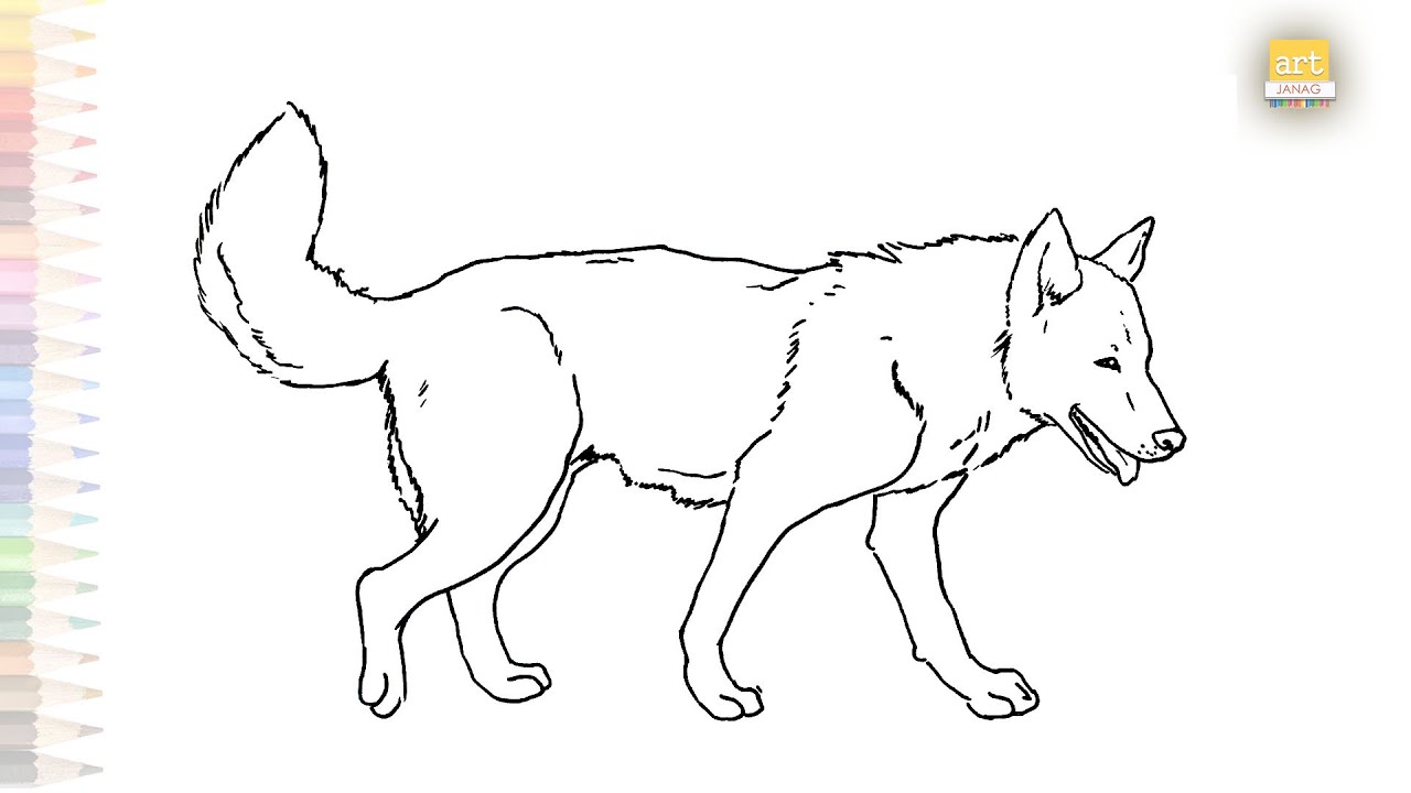 Dingo drawing video | Australian wild dog drawing | How to draw A Dingo step by step | #dogdrawings