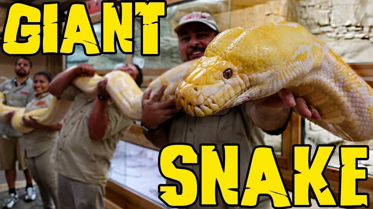 Measuring GIANT Snakes without a Snake Attack