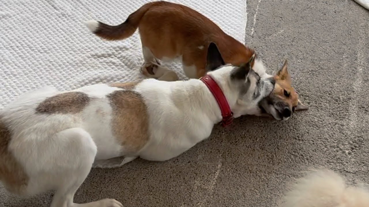遊ぶのが下手だった元保護犬、新入りの子犬をついにやってしまいました…