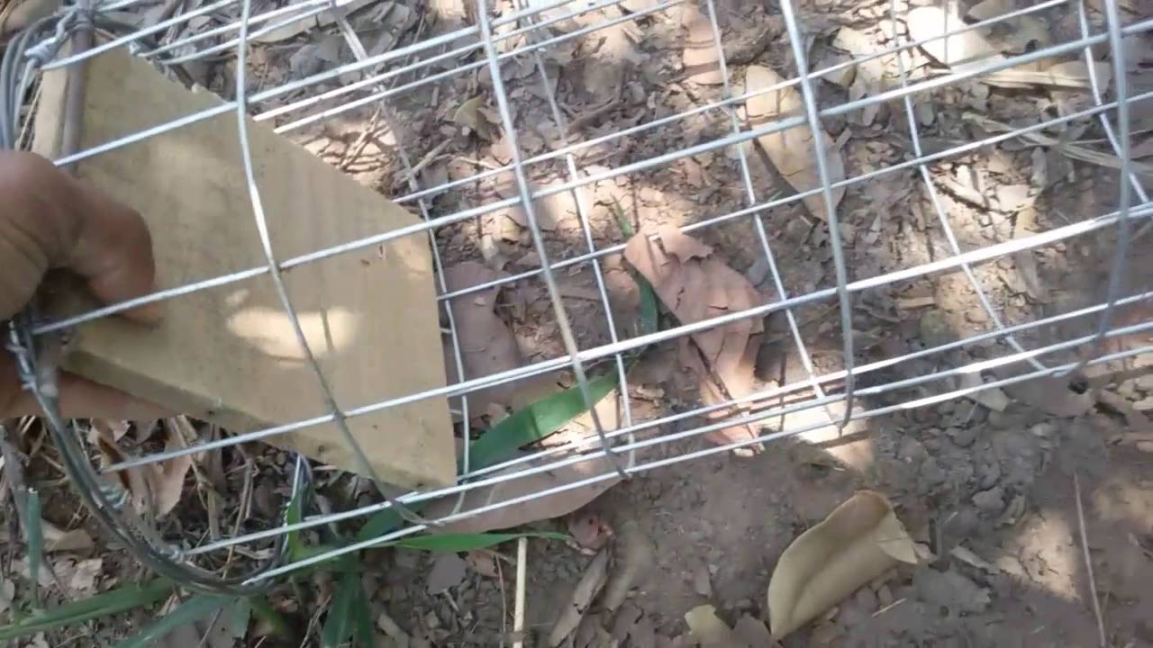 Jequi com duas  entrada  pega o tatu tanto quando ele sair ou entra nao tem erro