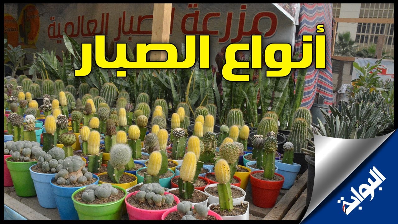 12 الف نوع من الصبار في معرض  الزراعة