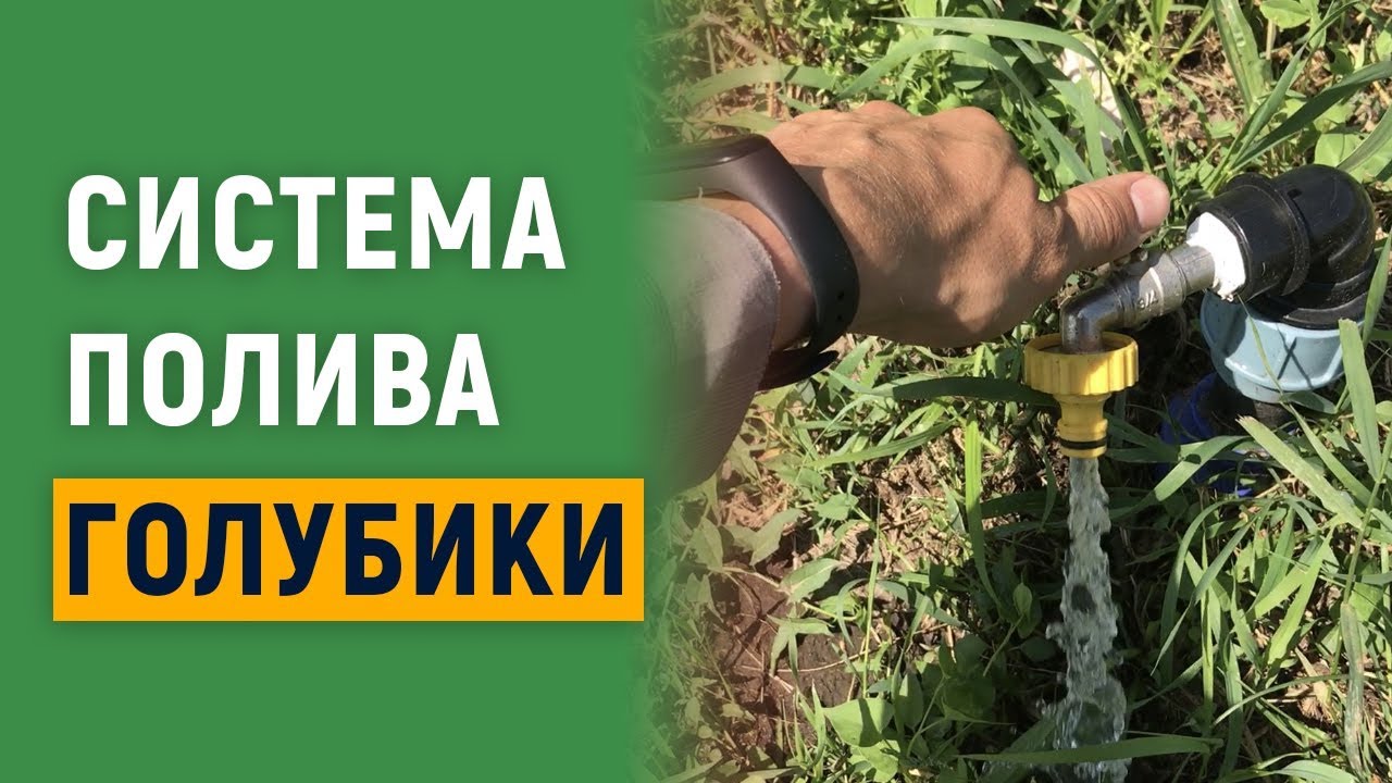 Система полива голубики
