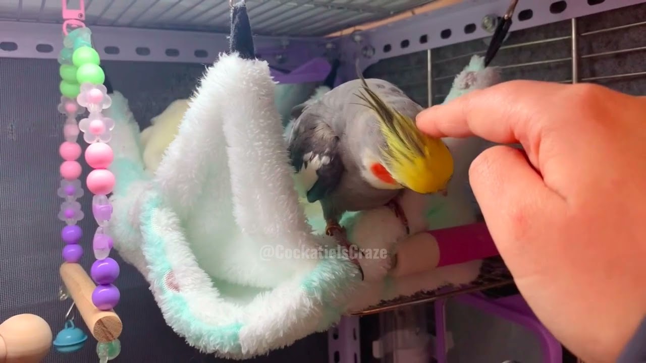 Cute Cockatiels Cuddles Craving 🥰🦜#cockatielscraze #birdscharm