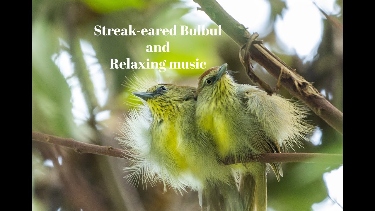 Relax with the gentle sounds of the Streak-eared Bulbul 🐦✨