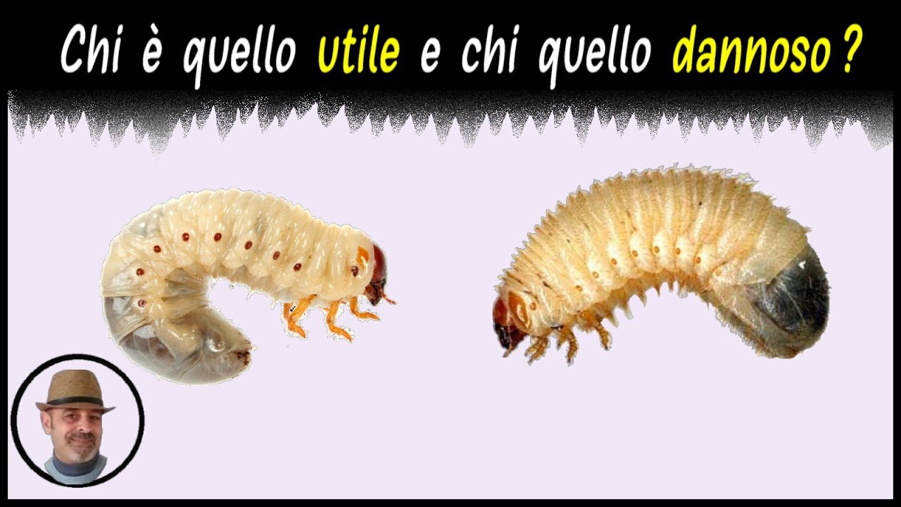 INSETTI UTILI E INSETTI DANNOSI NELL'ORTO