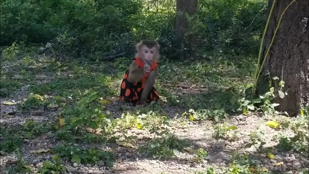 Nui family | Baby monkey Nui was brought to the family farm by his father