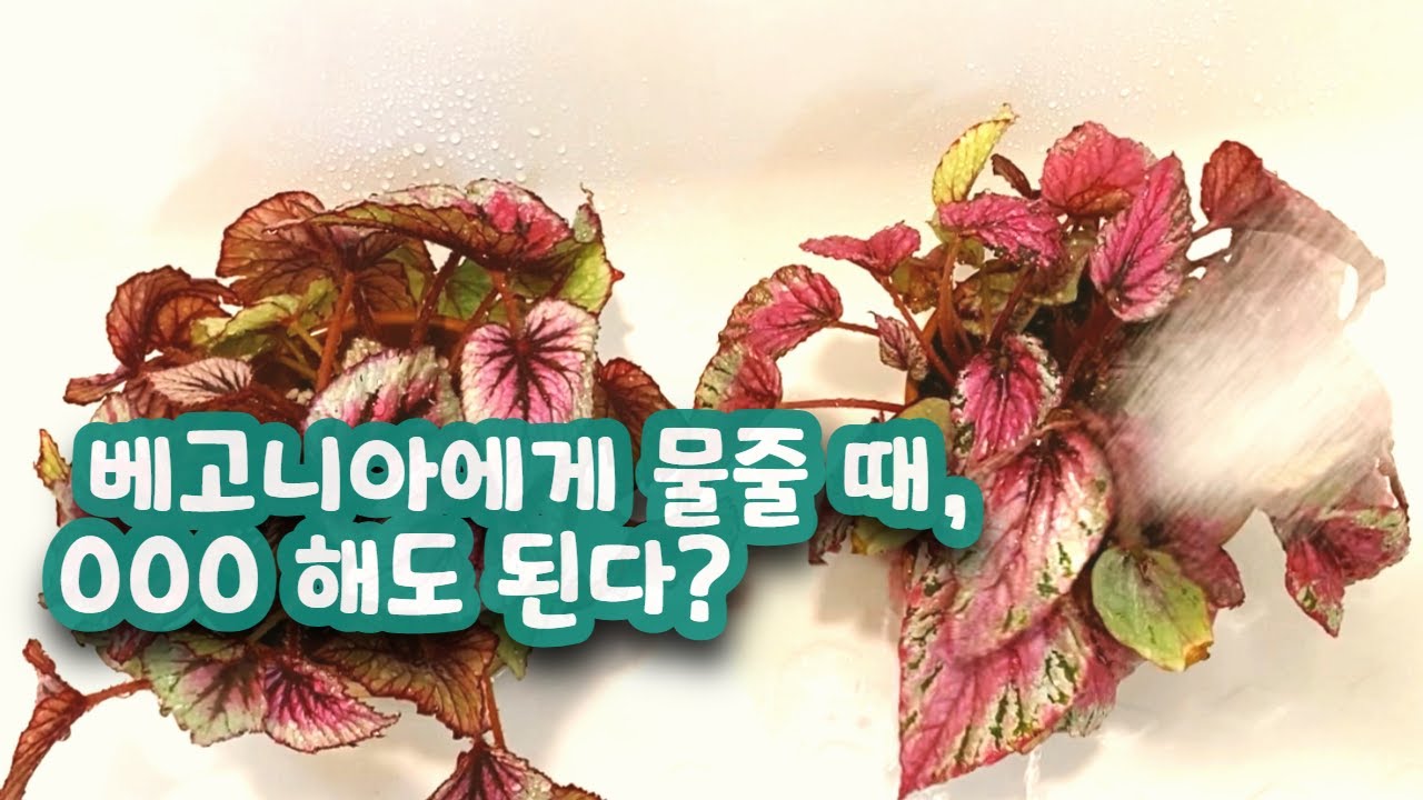 베고니아 물주기 이 영상 하나면 끝 I 물만 잘 줘도 베고니아 잘 키울 수 있어요.