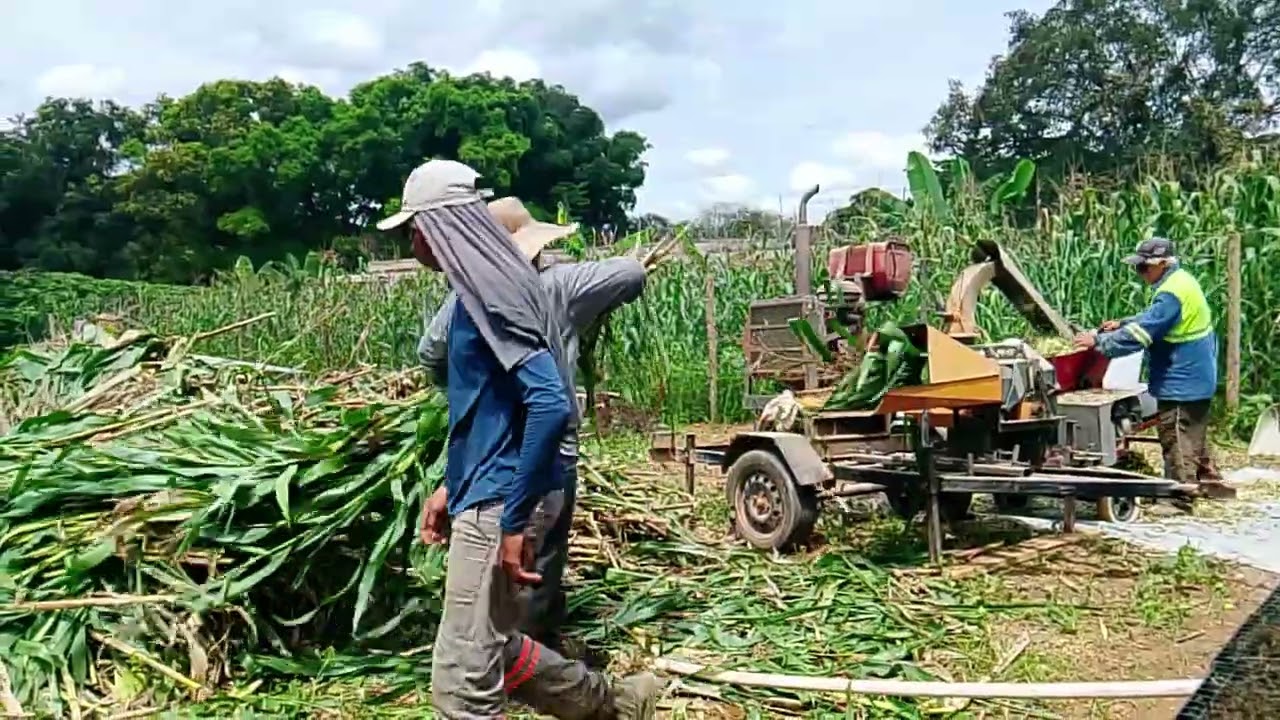🚨MOENDO PÉ DE MILHO PRA FAZER SILAGEM🌽🌽.