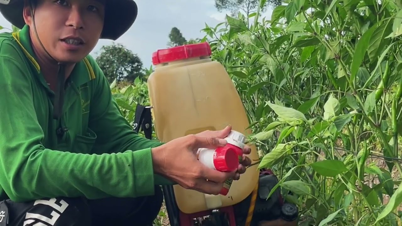 Trồng Rau Màu - Ớt 50-55 Ngày Nên Phun Những Loại Th.uốc Để Phòng Rụng trái non Thán thư 