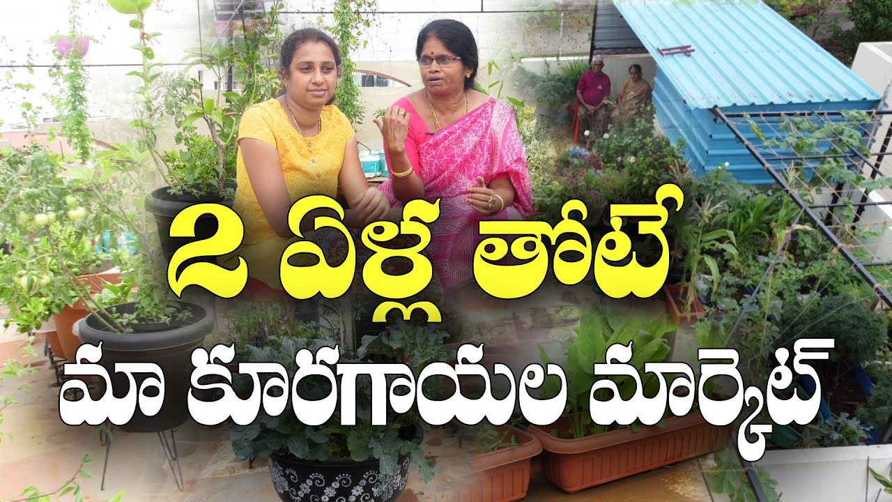2 ఏళ్లలో ఇంటి ఆహార అవసరాలు తీర్చేలా మిద్దెతోటను తీర్చిదిద్దారు || Terrace Garden || Prabhavati