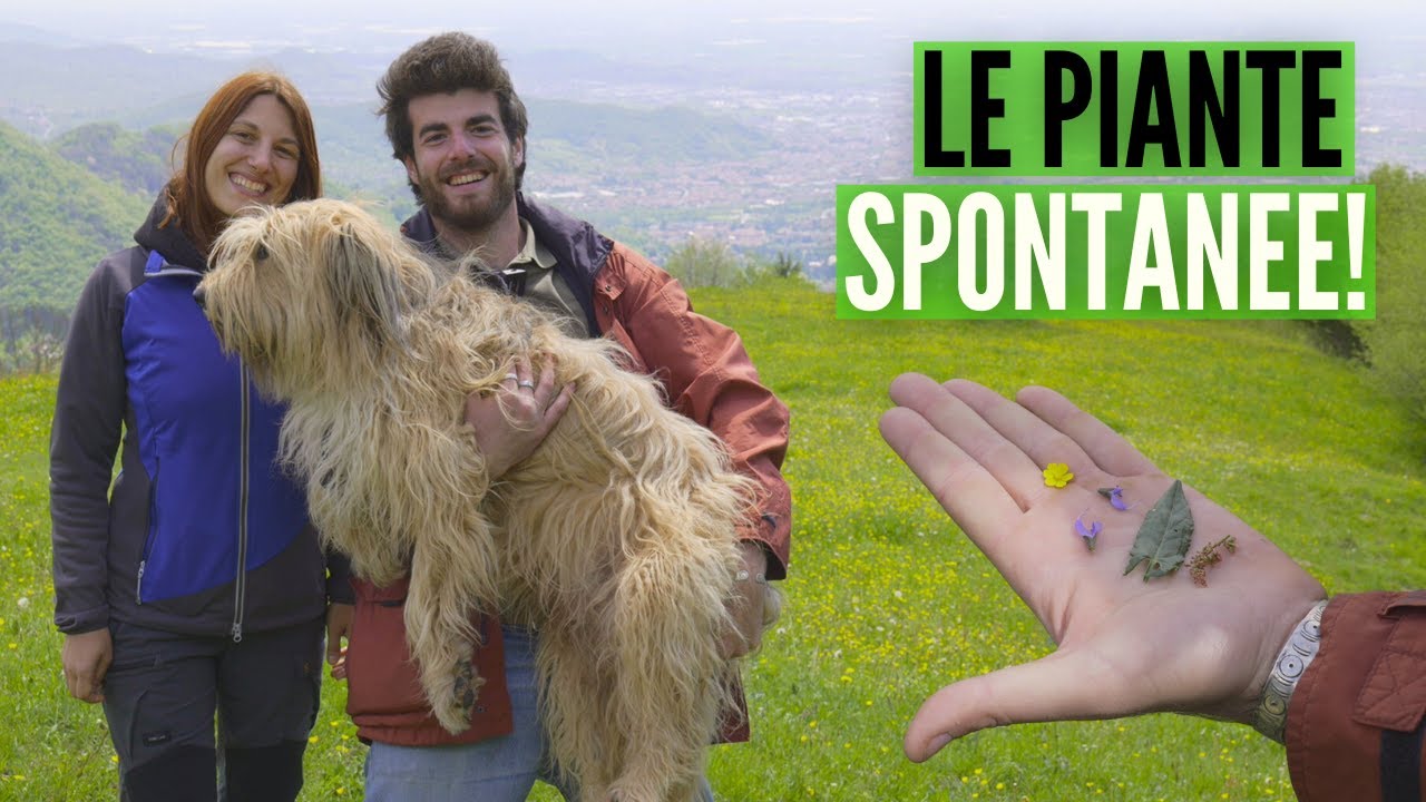 RACCOLTA piante SPONTANEE, 3 insegnamenti preziosi