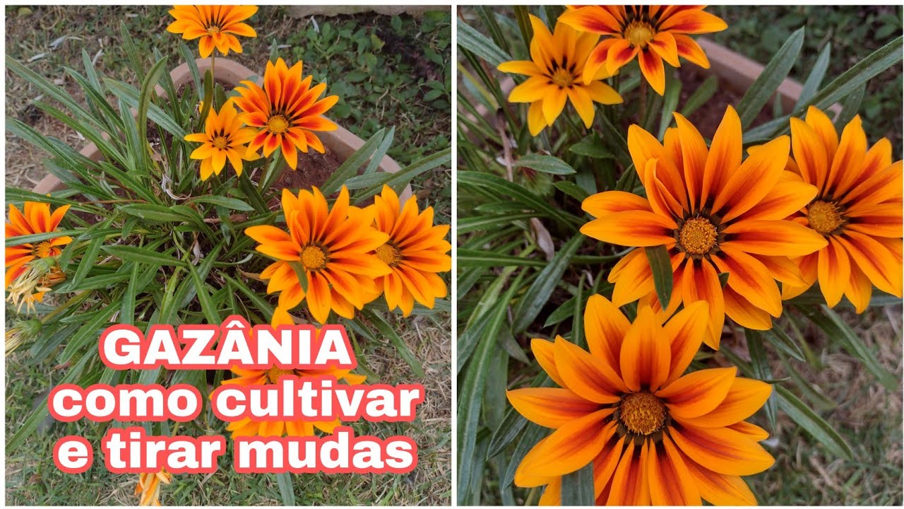 GAZÂNIA como CULTIVAR e Tirar mudas/Flor de fácil cultivo TENHA FLOR O ANO TODO COM A LINDA GAZÂNIA