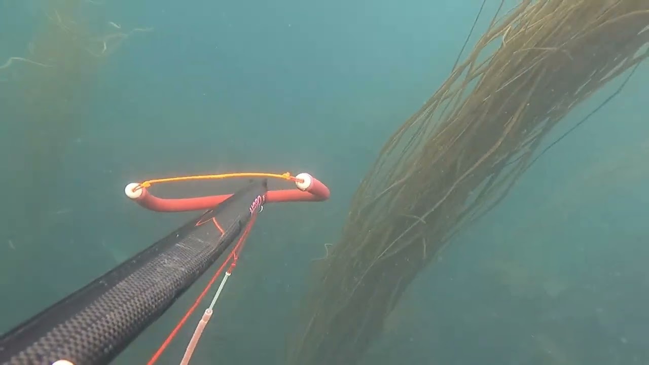 chasse sous marine par petit fond dans le Cotentin