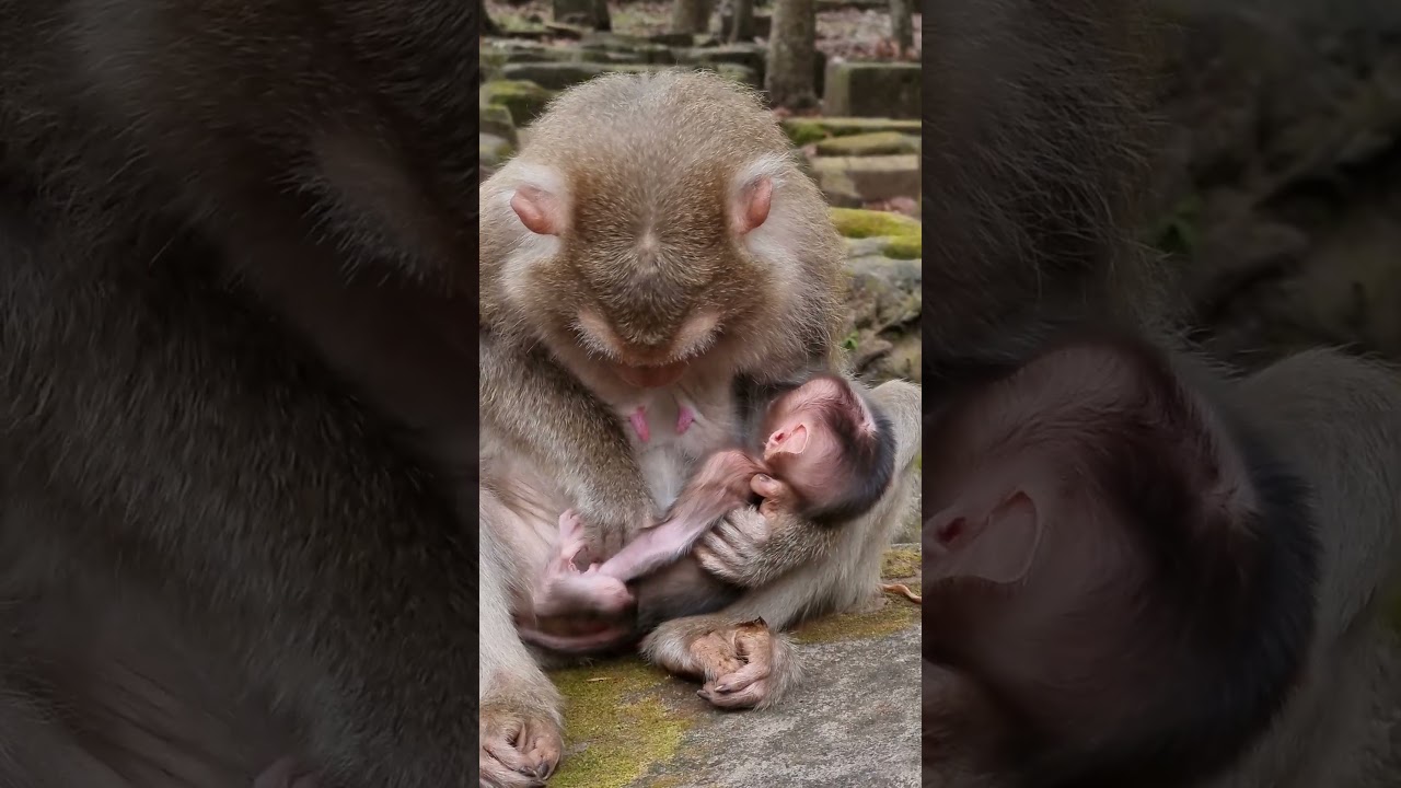 Daily update cute baby monkey and good mom #shorts