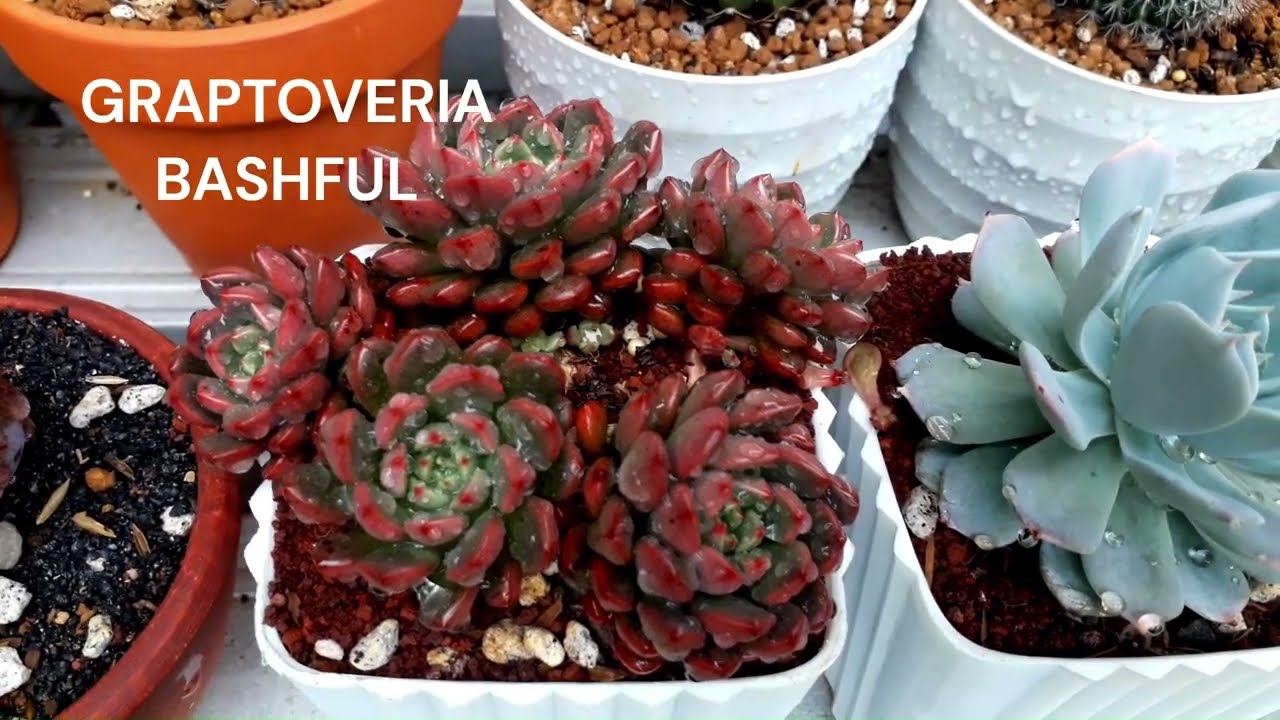 Care tips for Graptoveria Bashful