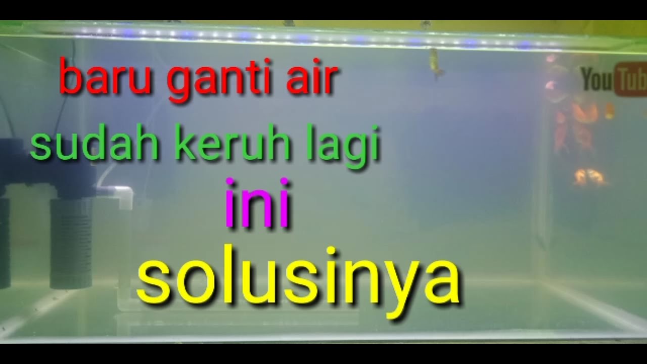 cara menjernihkan air aquarium, how to clear cloudy aquarium water quickly