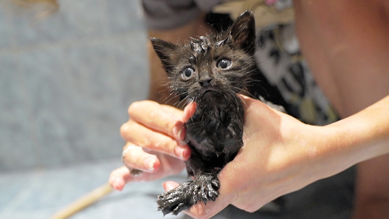 First Bath Ever! Tiny Black Kitten’s Funny Reaction