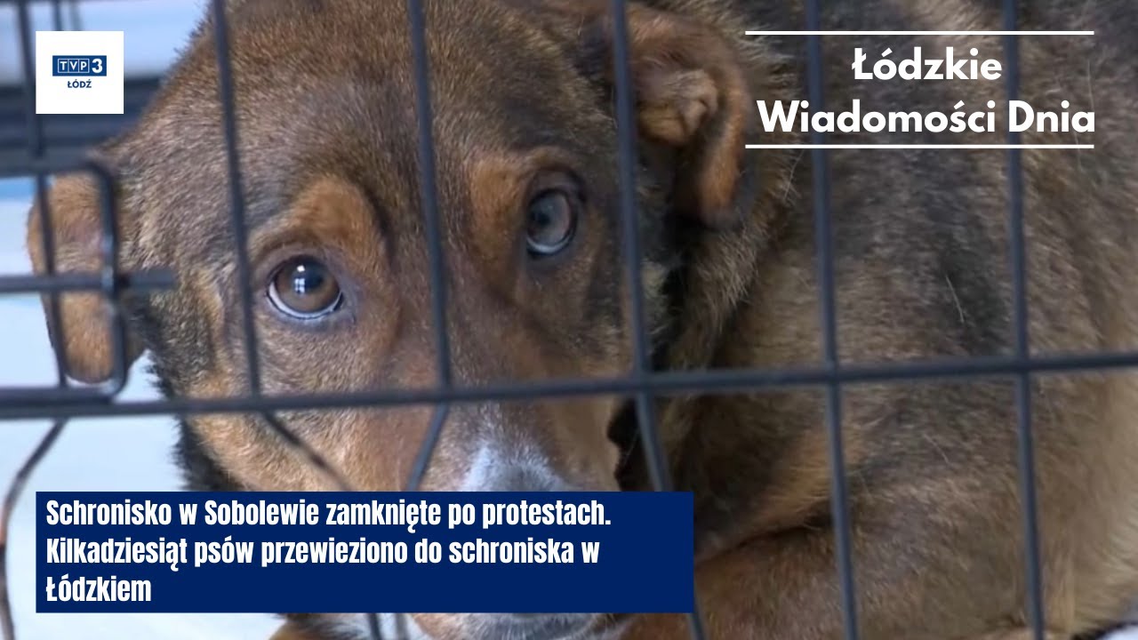 Schronisko w Sobolewie zamknięte. Kilkadziesiąt psów przewieziono do schroniska w Łódzkiem
