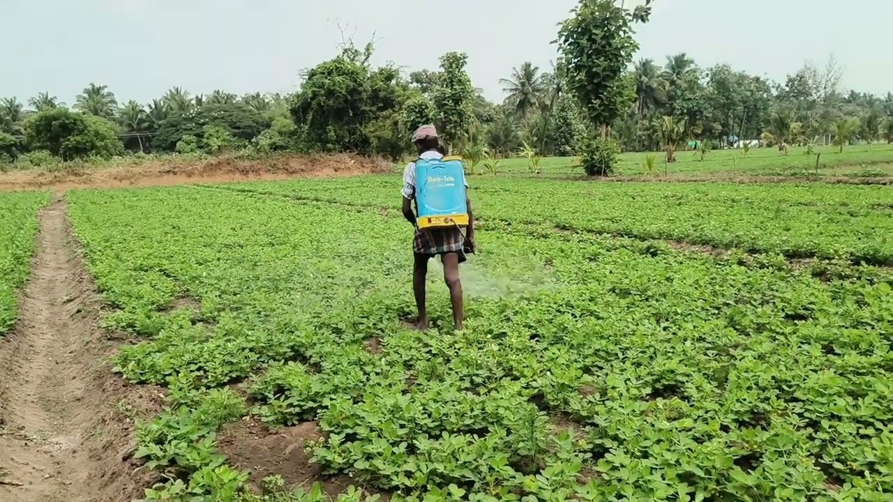 TNAU Groundnut Rich | வேர்கடலை மகசூல் 20% வரை அதிகரிக்குமா? | முழு விளக்கம்