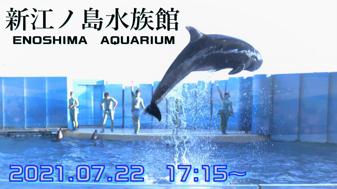 今夜はイルカＮＩＧＨＴ◆ビーナ◆（2021．07．22）17：15~ ◆【新江ノ島水族館】【4K60P】