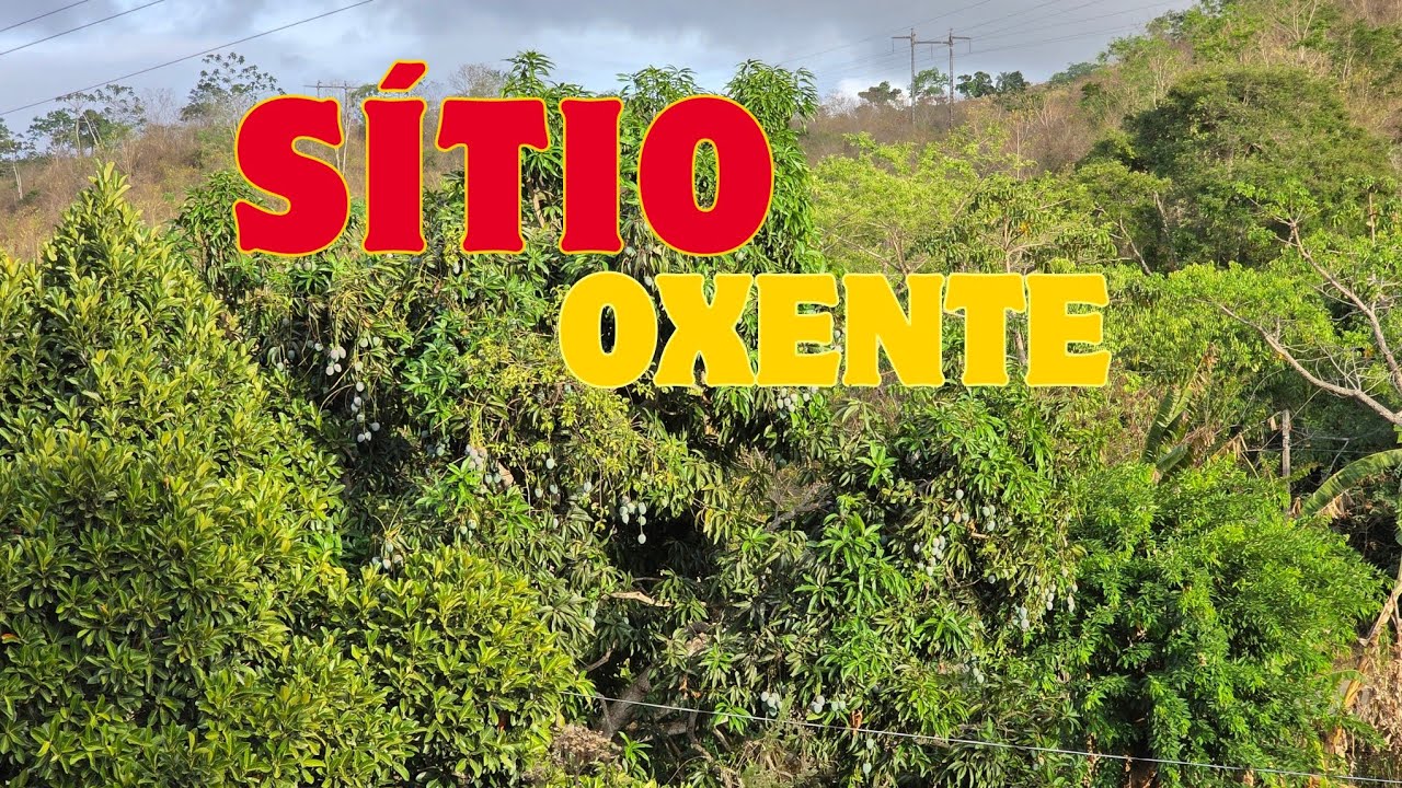 A seca está matando minhas plantinhas no sítio.