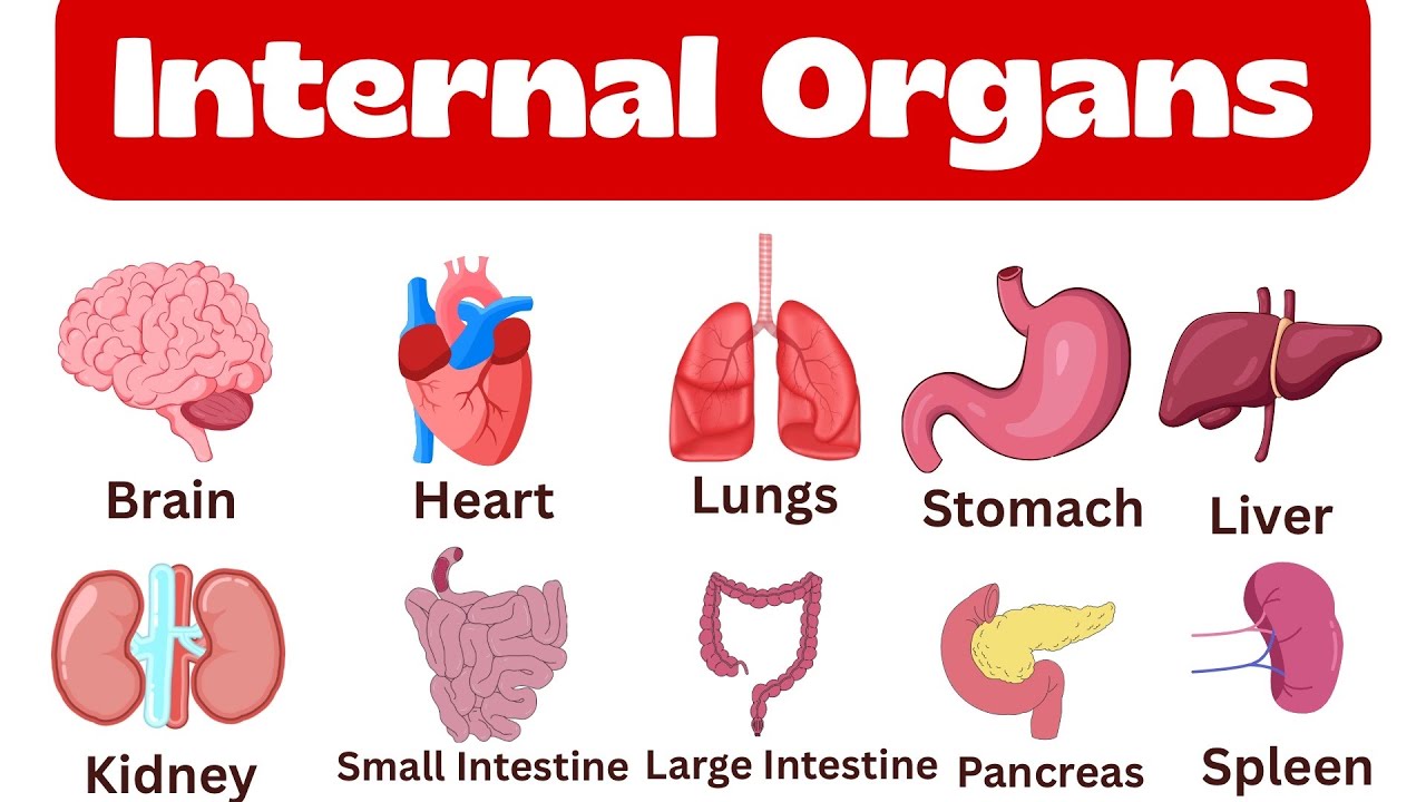 Internal Organs of the Human Body | Learn Human Body Parts for Kids | Science for Children |