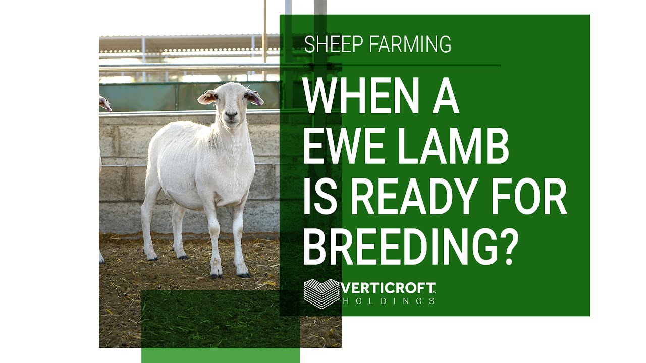 When An EWE Lamb is Ready For Breeding | Sheep Farming | Verticroft Holdings | Ryan Singlehurst