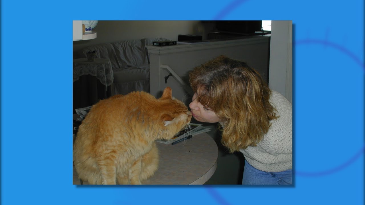 FOX 24 News Now: What is That Cat Thinking?!