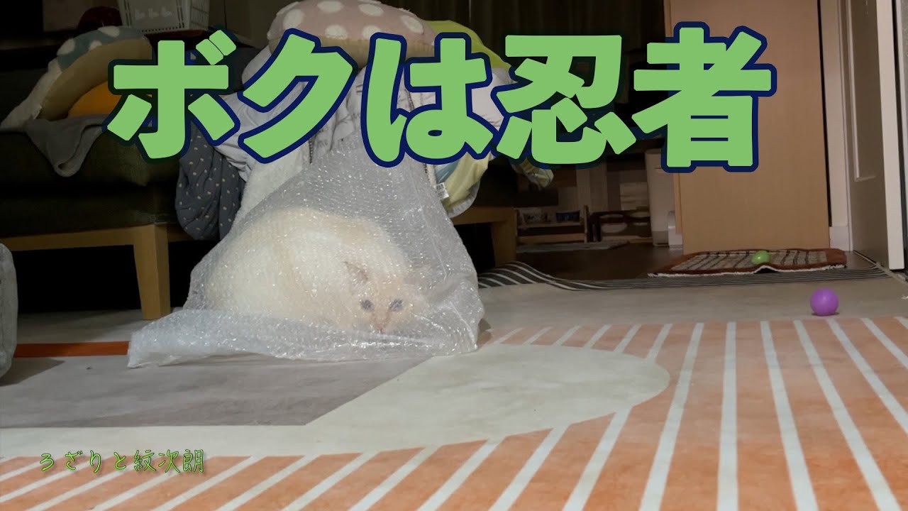 猫が隠れた？！ニンジャのように姿を消す？(笑)ネコ　ろざりと紋次朗の日常#52